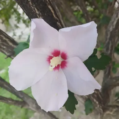 Profile image of 신비아ㅍr트