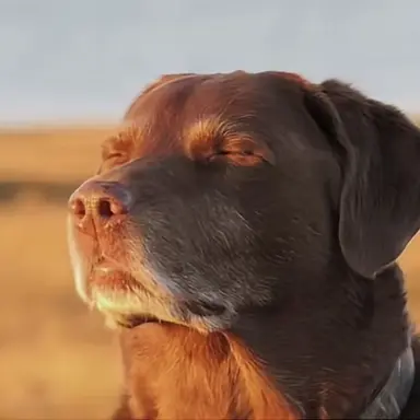 Profile image of Brown