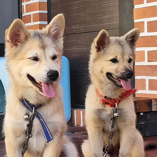 FlakySatin6337의 곰돌이&곰탱이