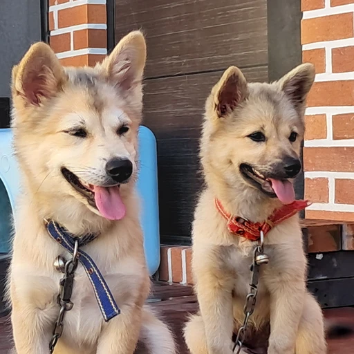 곰돌이&곰탱이