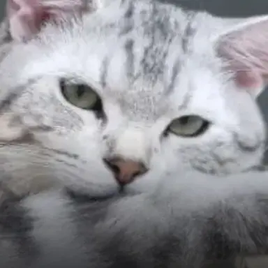 Profile image of 강여우