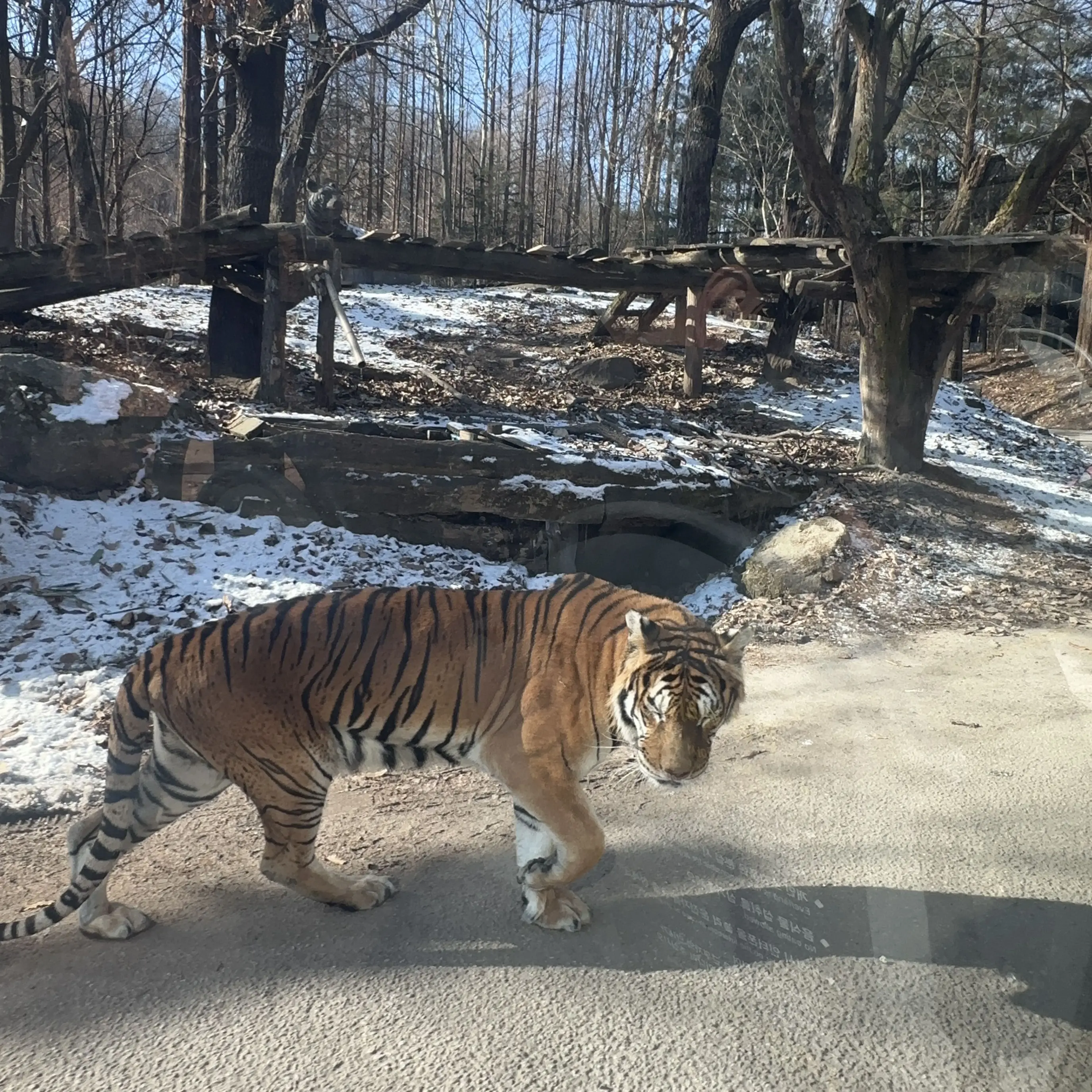Likethat.oo의 어색한 사이에서, 연인으로.