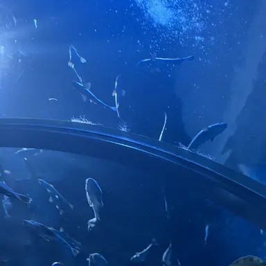 Profile image of 渡辺翔太