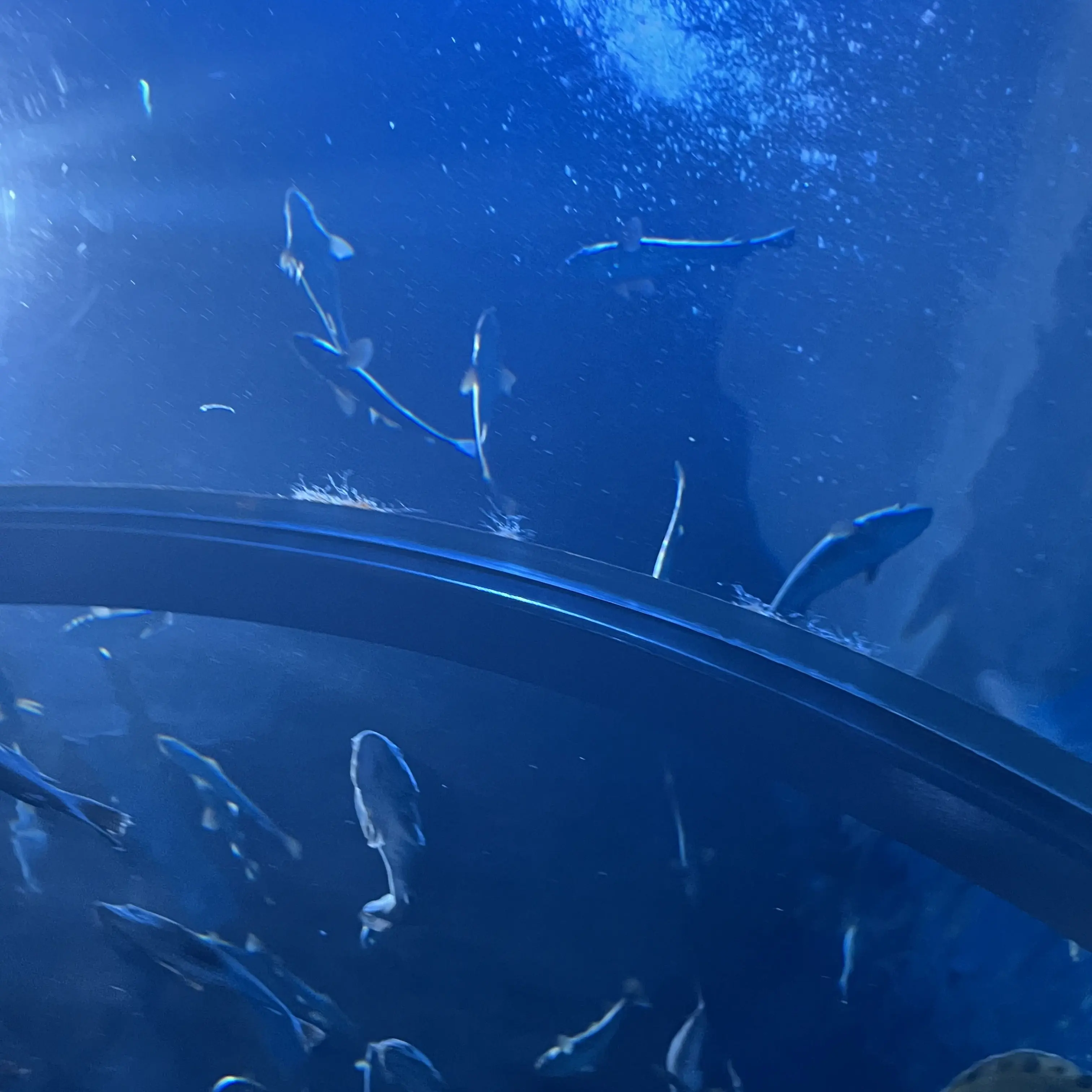 MeltyZoo8093의 もー、私を見て！