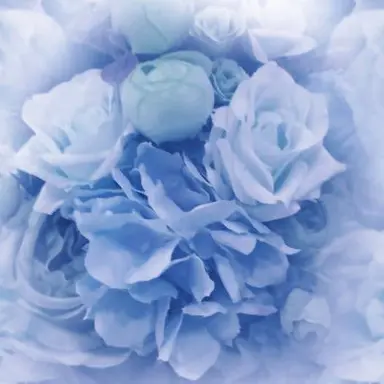 Profile image of 파이브