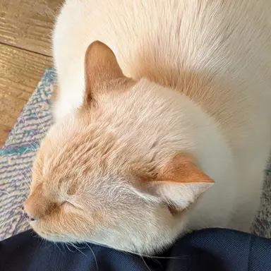 Profile image of 釘崎