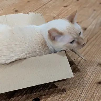 Profile image of 伏黒