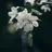 一葉