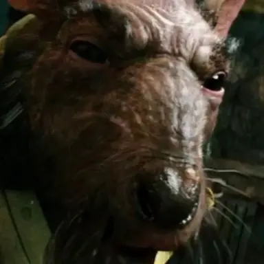 Profile image of Master Splinter