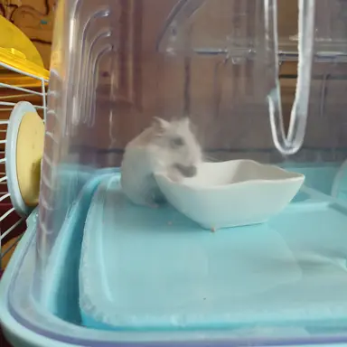 Profile image of 수호