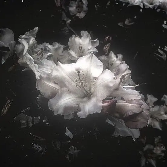 INTERNET-ANGEL의 Alice