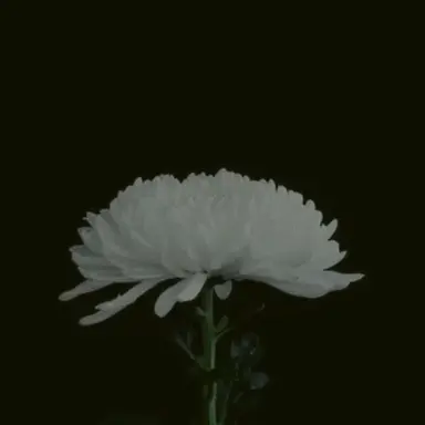 Profile image of 삼가고인의명복을빕
