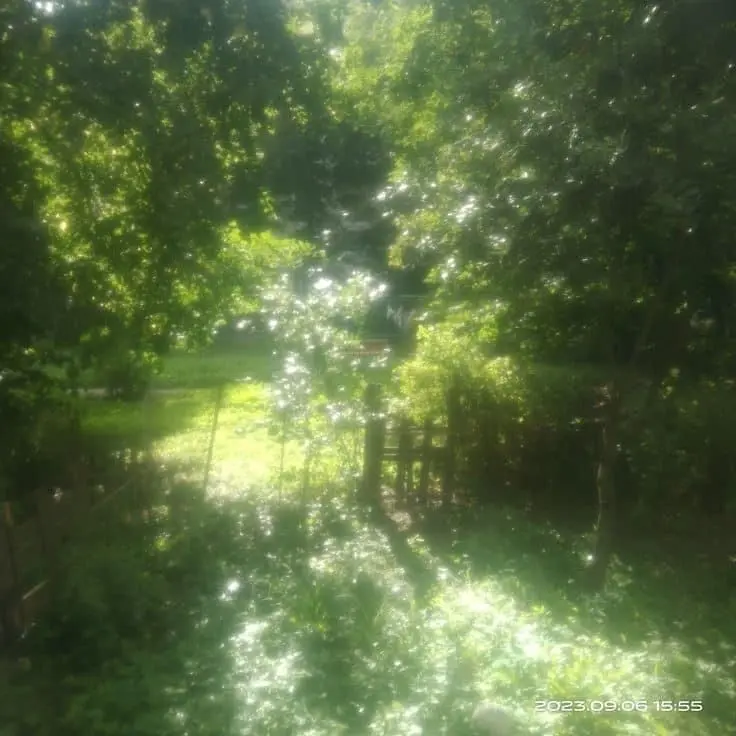 first_love1의 한여름밤의 꿈