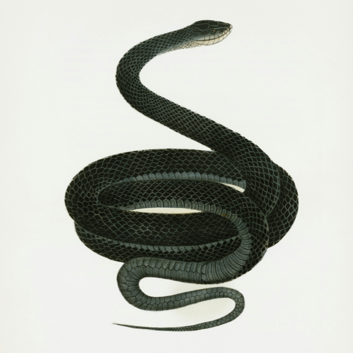 🐍—̳͟͞͞♡🐍—̳͟͞͞♥🐍 대표 이미지