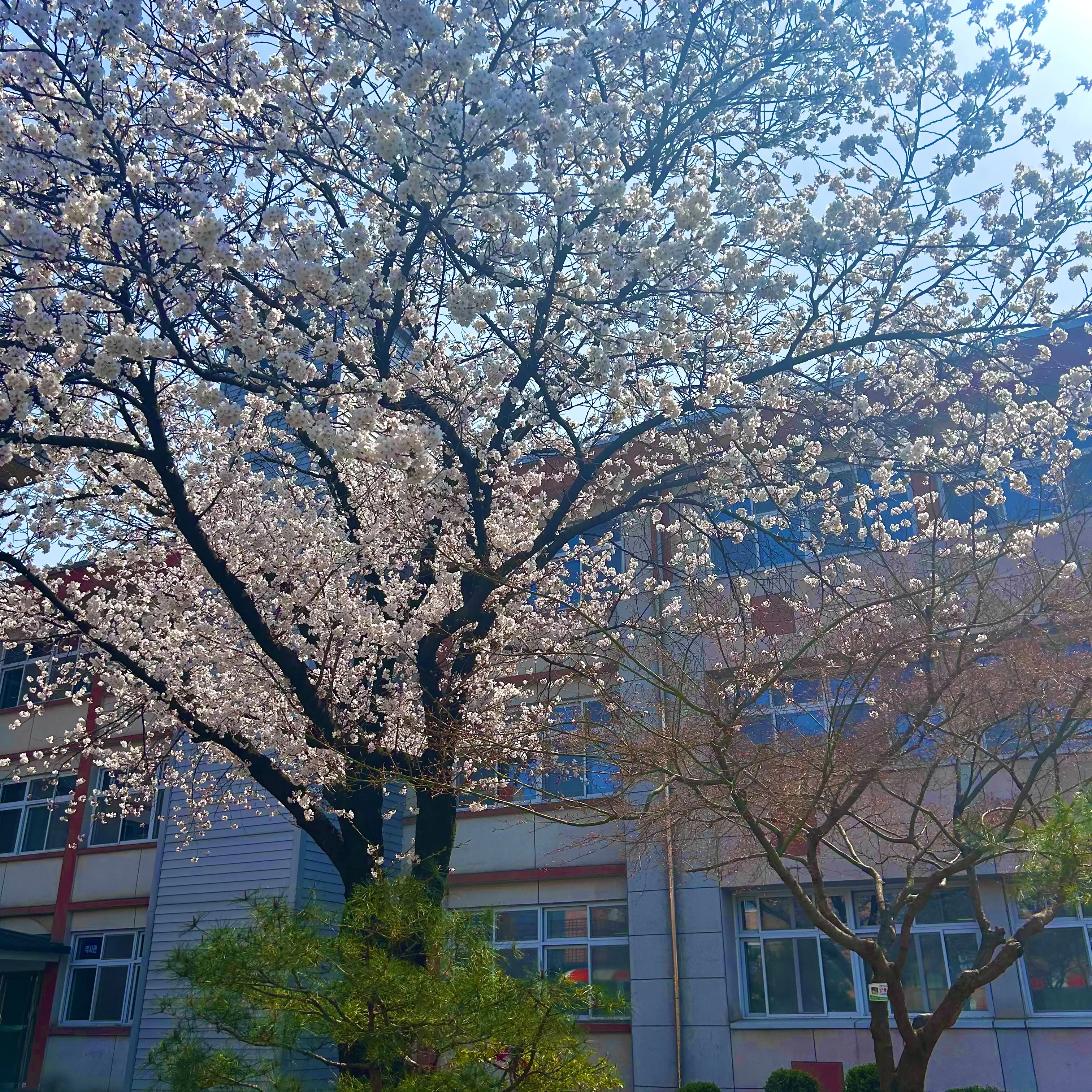 Katrian의 아리아
