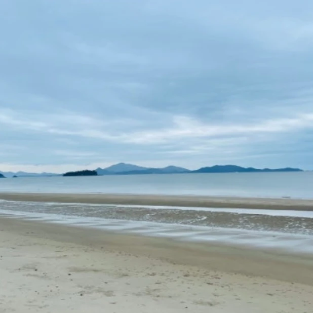 라벤더