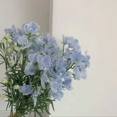 Profile image of 티푸