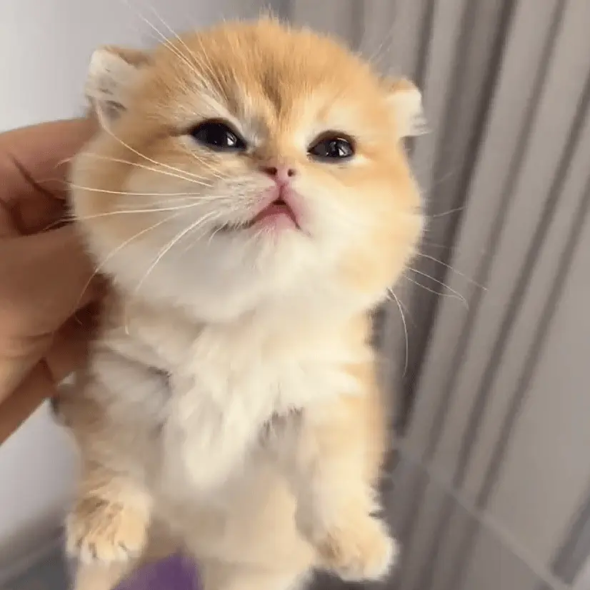 Je.nna의 왕감자