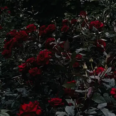 Profile image of 감제이