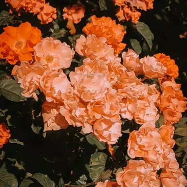 Profile image of 하루토