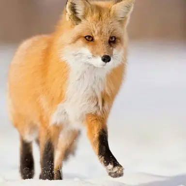 Profile image of Fox
