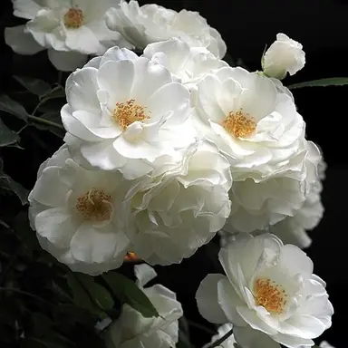 Profile image of 네이선 그레이