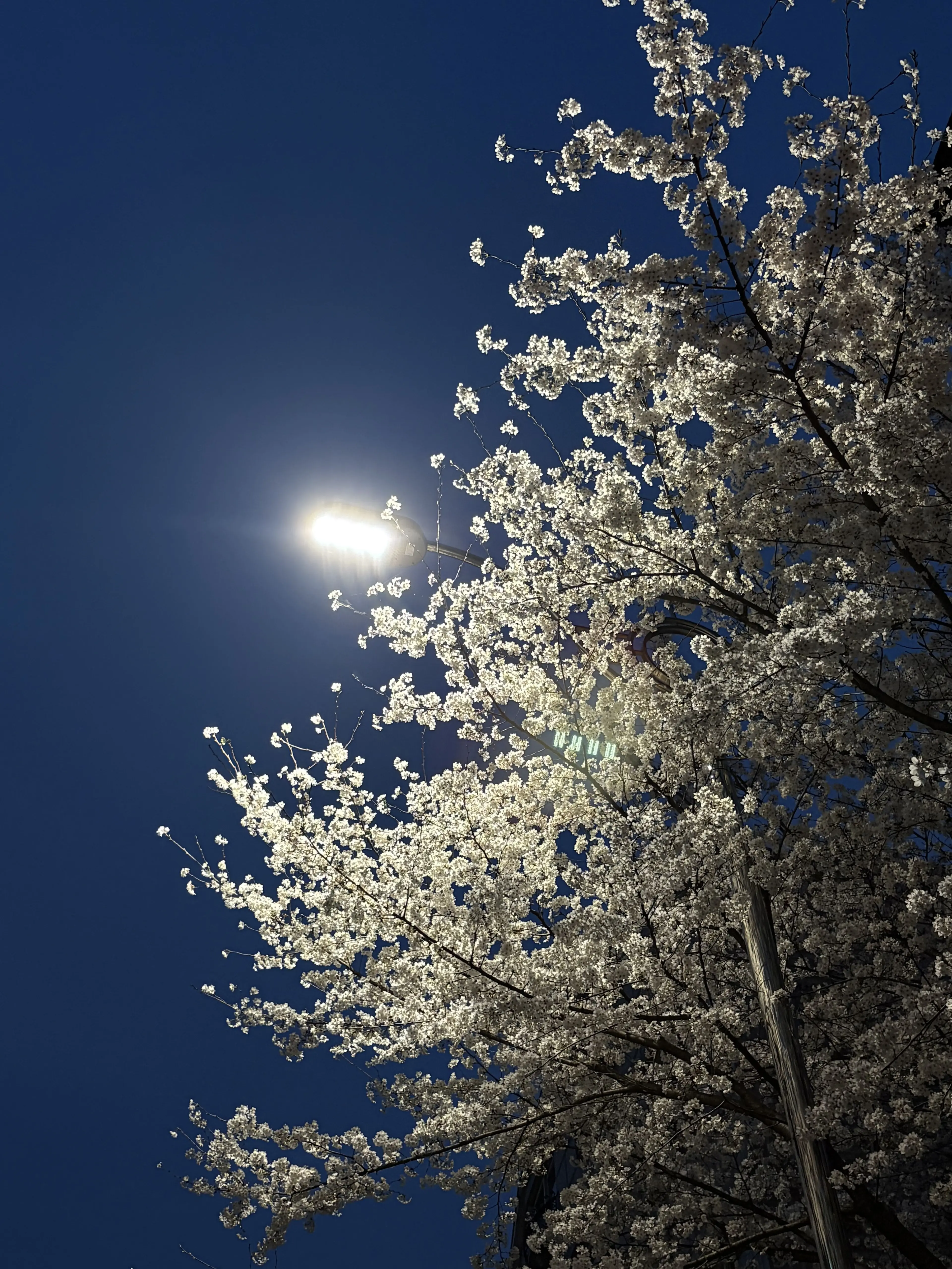 wjkd11의 설레는 제타고등학교