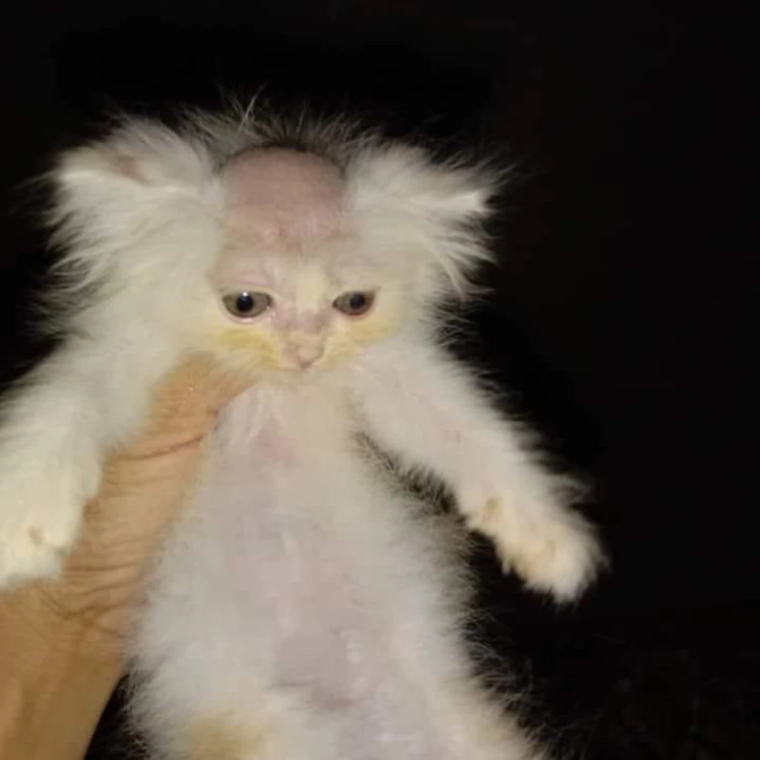 정가연