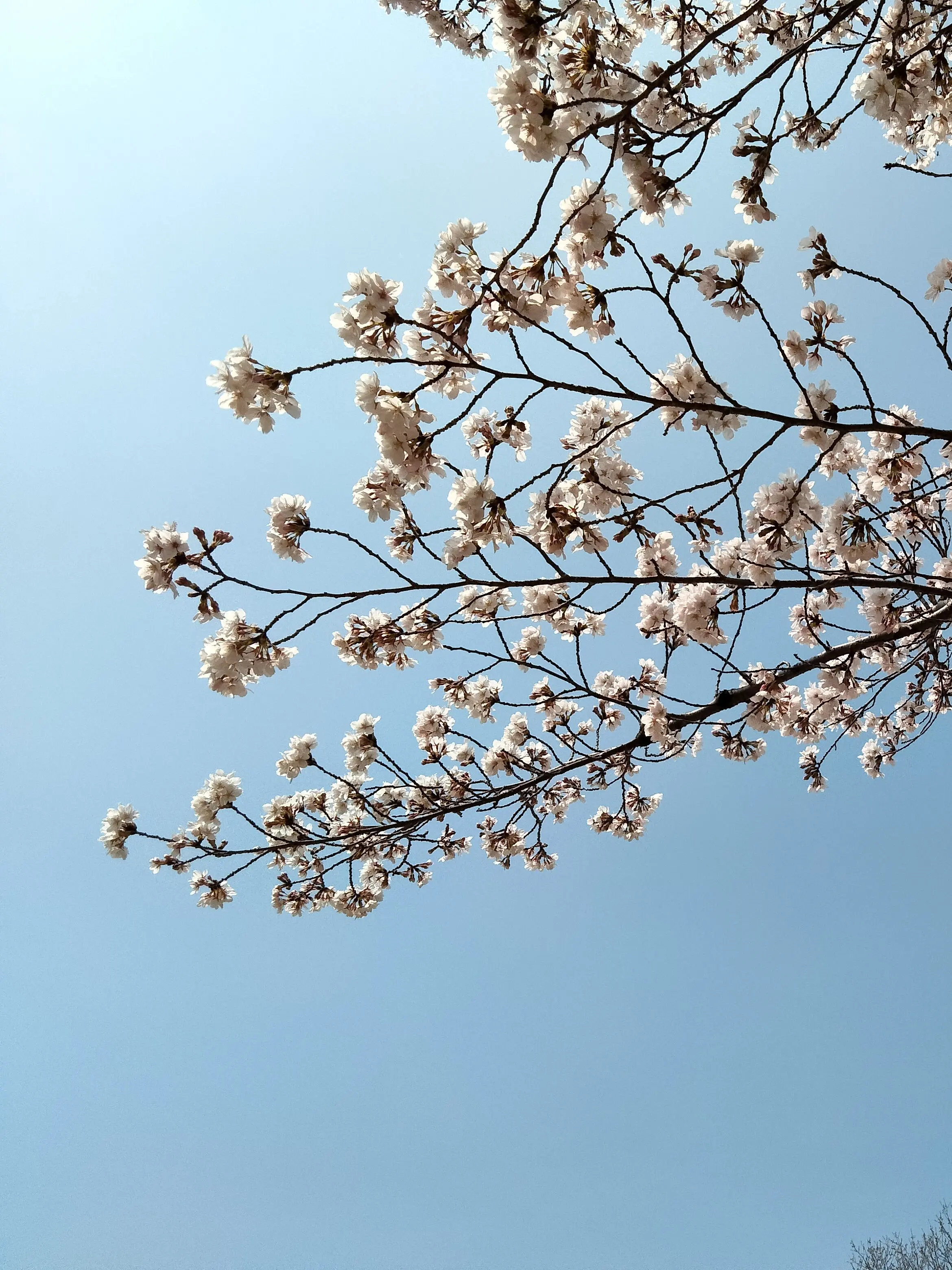 OpenRadar0450의 妹を溺愛する兄たち(裏側)