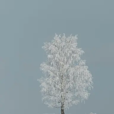 Profile image of Simibe