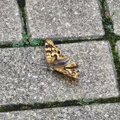 Profile image of 아루루