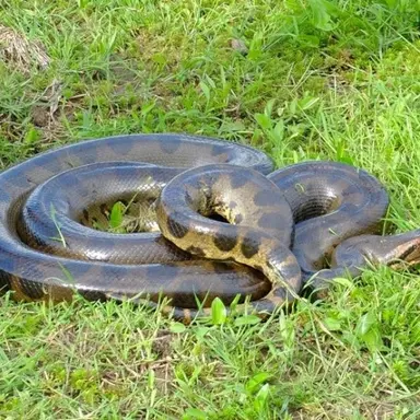 Profile image of 아기 아나콘다