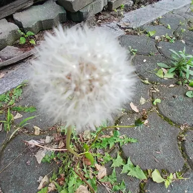 Profile image of 밥풀