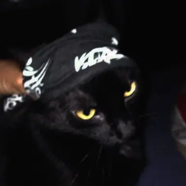 Profile image of Litboy