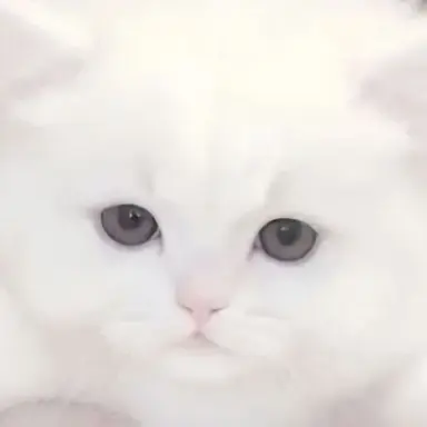 Profile image of 하양이