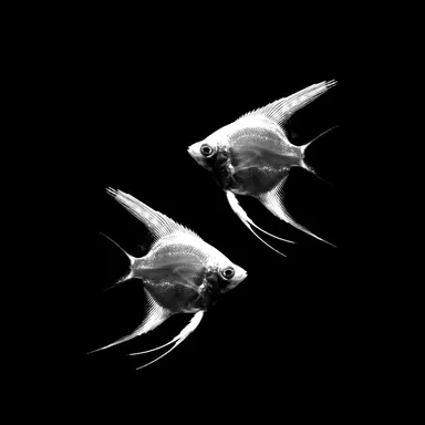 Profile image of 하이타니 란