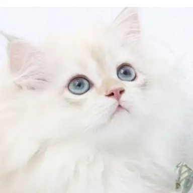 Profile image of 크림이