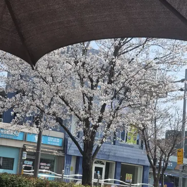 Profile image of 꽥