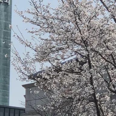 Profile image of 돼지