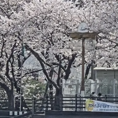 Profile image of 체스터