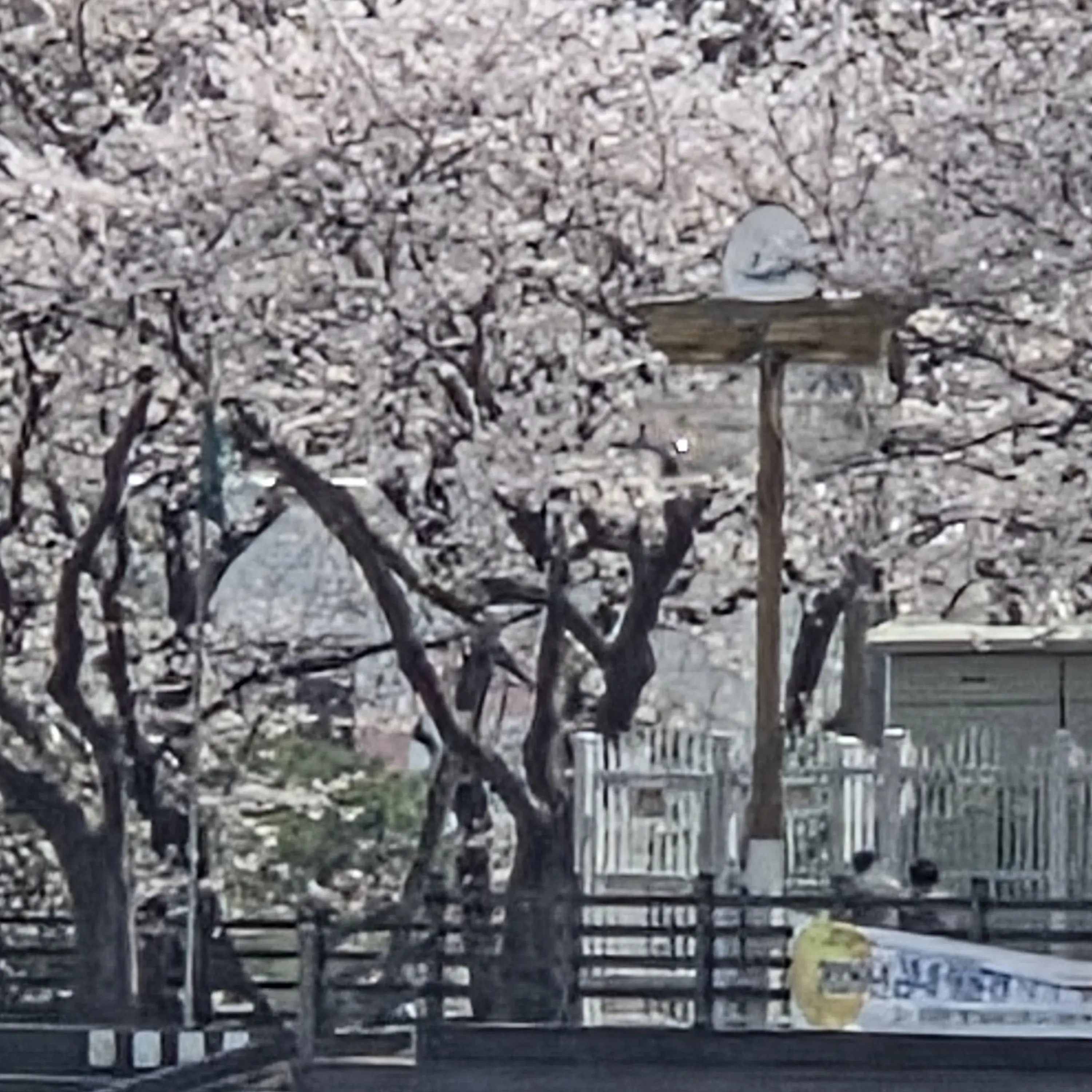 NosyBoots0976의 꽥꽥 탐험대 (+돼지)