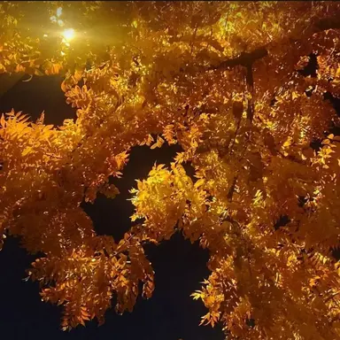 Profile image of 덕개