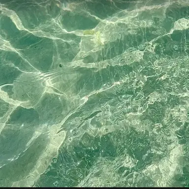 Profile image of 공룡