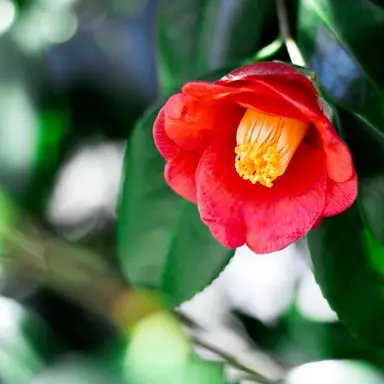 Profile image of 椿