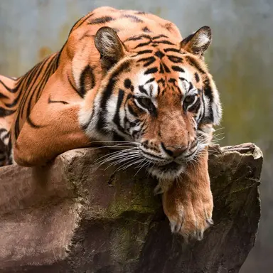 Profile image of タイガー