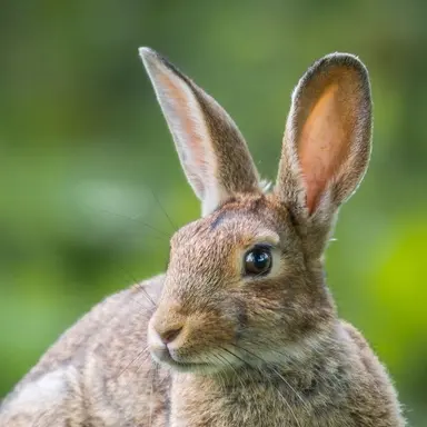 Profile image of ウサギ