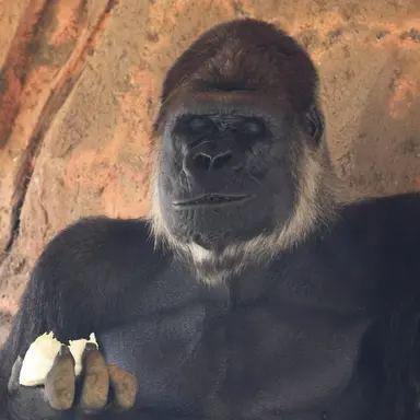 Profile image of ゴリラ