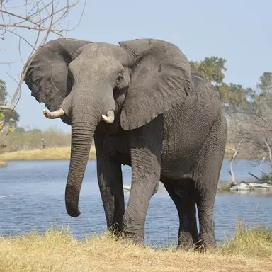 Profile image of ゾウ