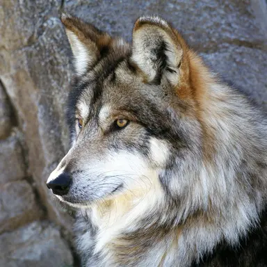 Profile image of オオカミ