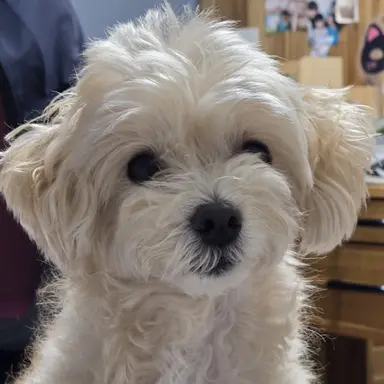 Profile image of 해피